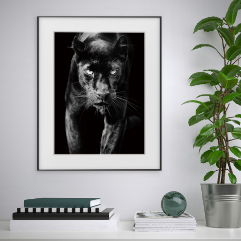 Schwarz-Weiß-Fotodruck, Tiermotiv Panther 40x50cm Variety Pardus Aktion