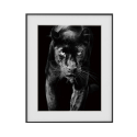 Poster Rahmen schwarz-weiß Fotografie Tiere Panther 40x50cm Variety Pardus