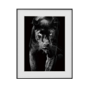 Schwarz-Weiß-Fotodruck, Tiermotiv Panther 40x50cm Variety Pardus Verkauf