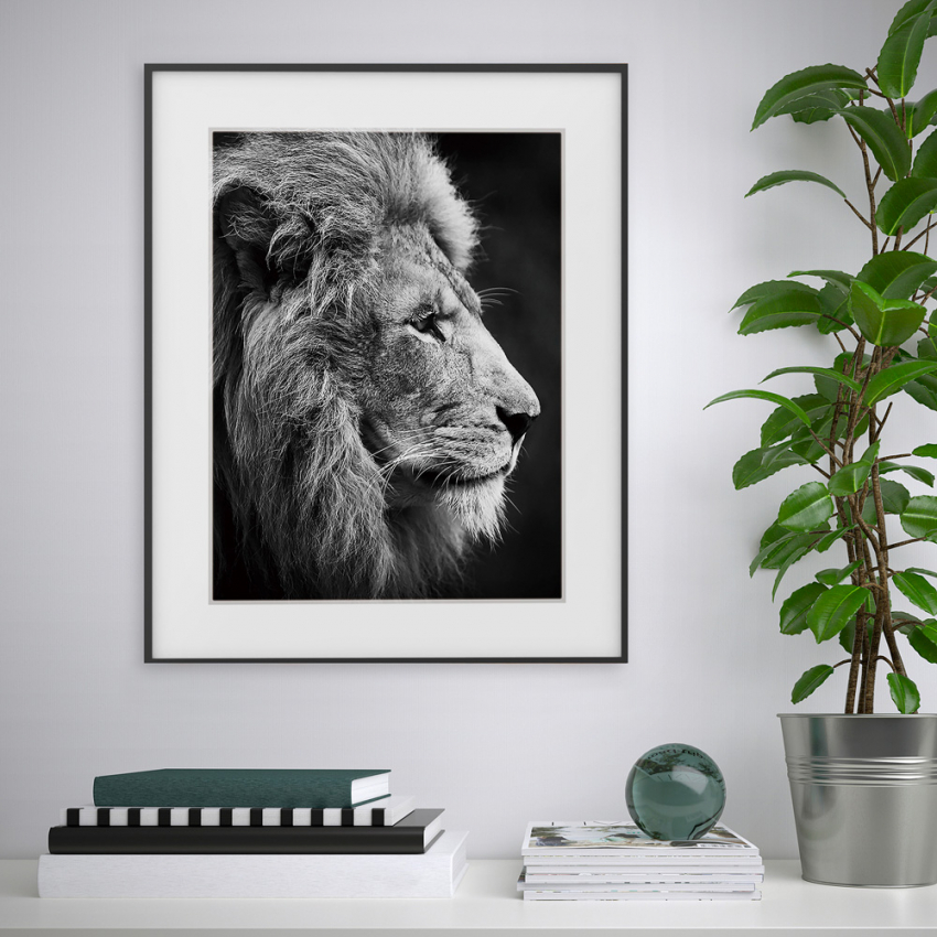 Poster Fotografie Bild schwarz-weiß Löwe Tiere 40x50cm Variety Aslan