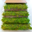 Stabilisierte Pflanzenplatten 4 Platten 60x40cm GreenBox Kit Flechten Modell