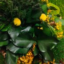 Pflanzenbilder Blumen stabilisiert Gartenpflanzen ForestMoss Dafne