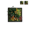 Pflanzenbilder stabilisierte Blumen Gartenpflanzen ForestMoss Daphne Verkauf