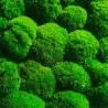 Pflanzenbilder stabilisiert vertikaler Garten Grün Moos BollMoss