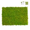 Stabilisierte Pflanzenplatten 4 Platten 60x40cm GreenBox Kit Flechten Verkauf