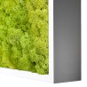 Pflanzenbilder stabilisiert vertikaler Garten Grün Moos Lichene